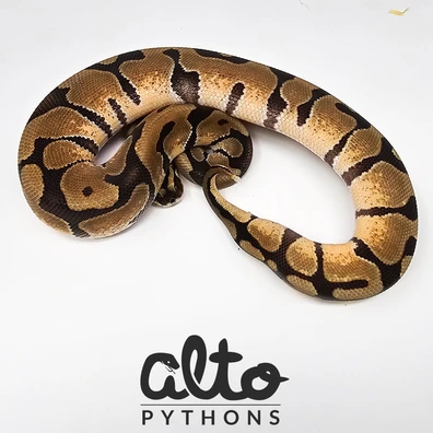 Enchi Triple Het Rainbow Hypo Clown Ball Python - male for sale from Alto Pythons