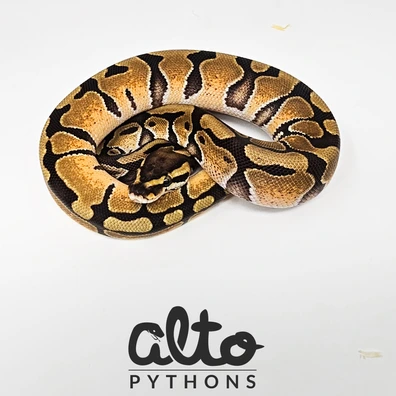 Enchi Triple Het Rainbow Hypo Clown Ball Python - male for sale from Alto Pythons