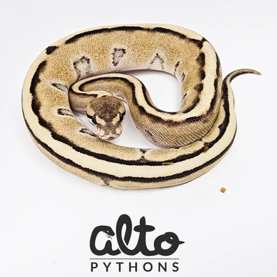 Desert Ghost Genetic Stripe Ball Python - female for sale from Alto Pythons