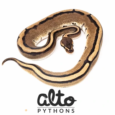 Genetic Stripe 66% Het Desert Ghost Ball Python - female for sale from Alto Pythons