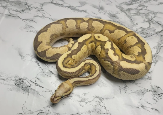 Vanilla Cream DG Het Hypo Ball Python by Top Moon Reptiles