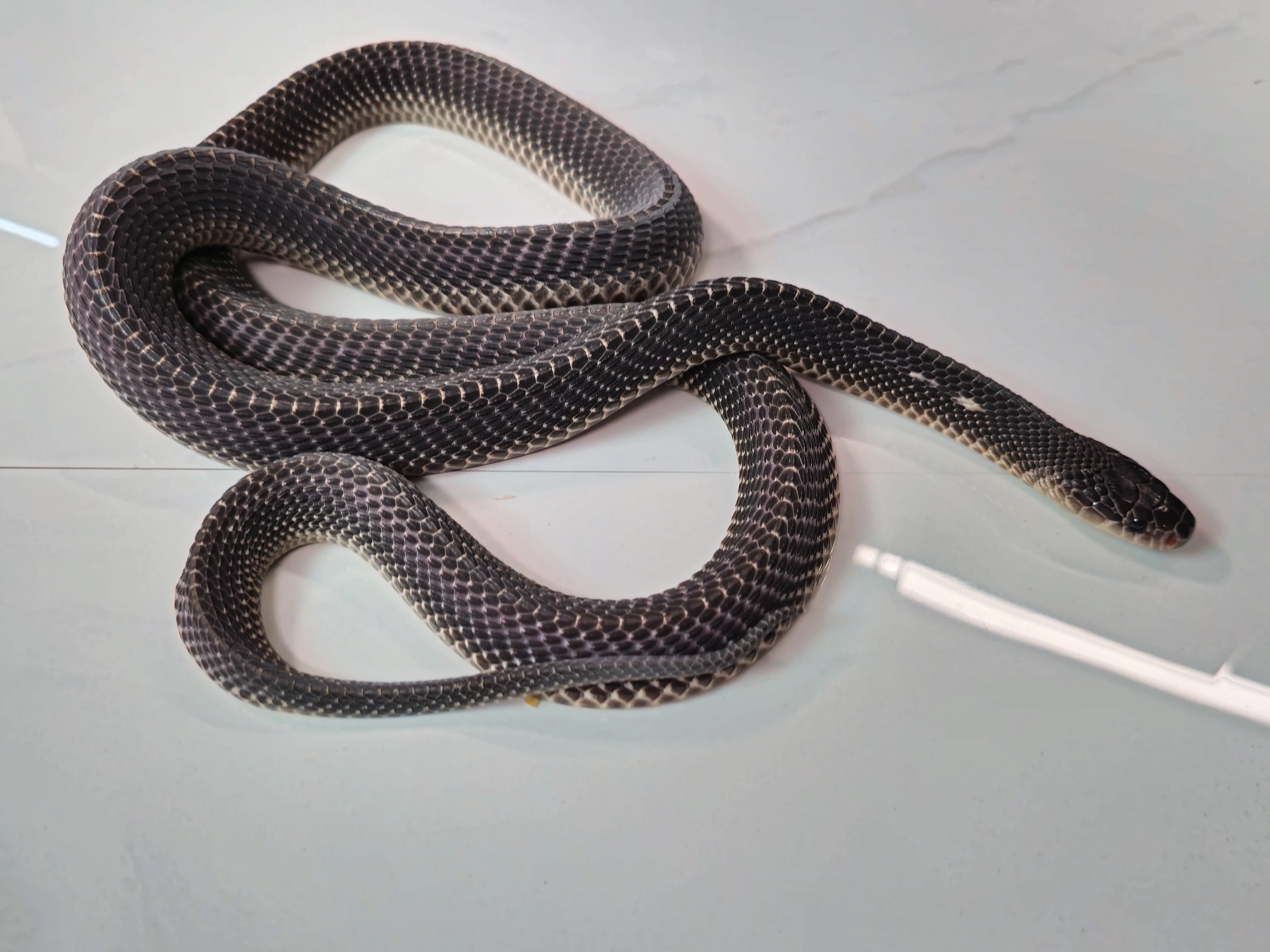 African File Snake Limaformosa Crossi More Colubrids by Top Branch