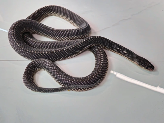African File Snake Limaformosa Crossi More Colubrids by Top Branch