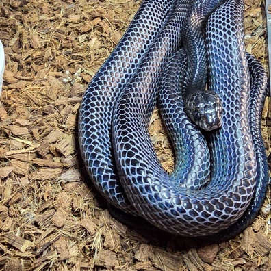 boiga dendrophila melanota for sale Mangrove Snake (Boiga melanota) USCBB Sulawesi Mangrove Snake Boiga
