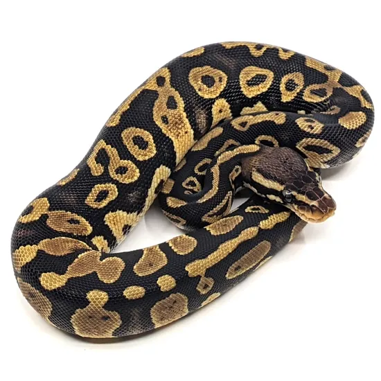 Acid Pastel Ball Python by Christopher Metro Reptiles