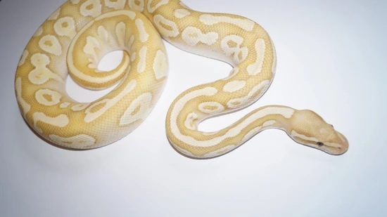 Banana Lesser Ball Python by Topher's Critters