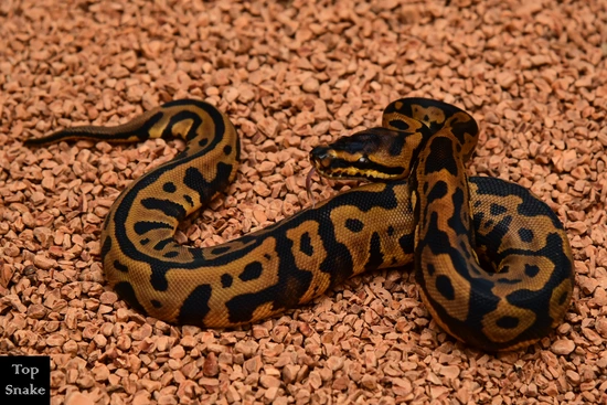 Leopard Confusion Het Clown Ball Python by Top Snake