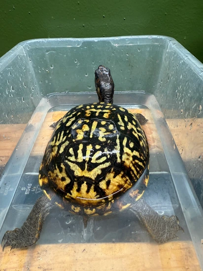 Adult Yellow Eastern Box Turtle by Tortoisedude