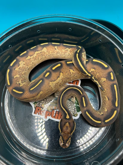 Double Freeway Ball Python 25’ Freeway Ball Python by Kovach Reptiles