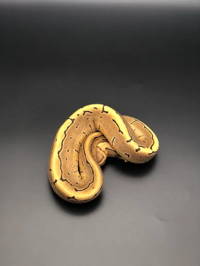 Fire/vanilla Pin Ball Python by Lake House Exotics
