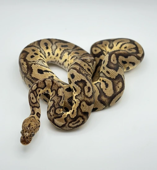 Acid Pastel Leo Clown Ball Python by Lake House Exotics