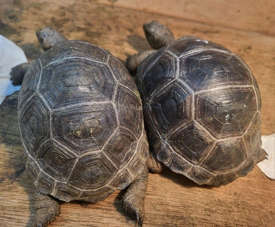 Aldabra Tortoise 5 Inch Size by Toucan Jungle