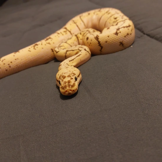 Female Killer Spinner Ball Python by Zodiac Morphs