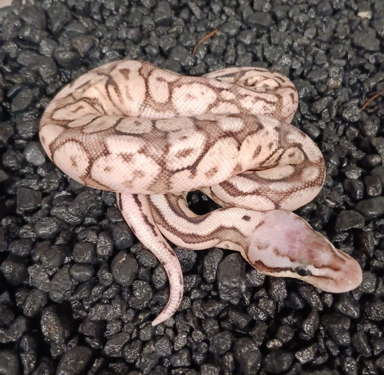 Calico Cinnamon Super Pastel Spider Het Desert Ghost Ball Python by ...