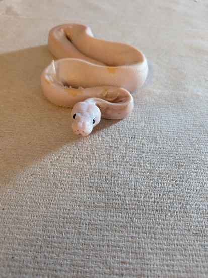 Photo inspiration: Gallery Detail: Super Fire Ball Python By T L Ball Pythons Sexy