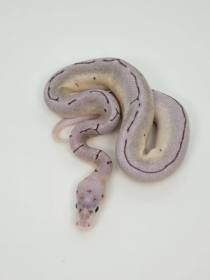 Vpi Axanthic Spinner Clown Ball Python by Blind Mice Reptiles
