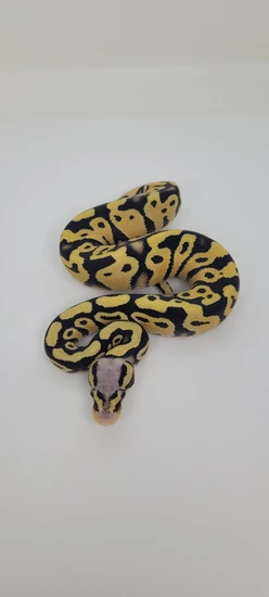 Pastel Desert Ghost 100% Dh Clown Hypo Ball Python by Blind Mice Reptiles
