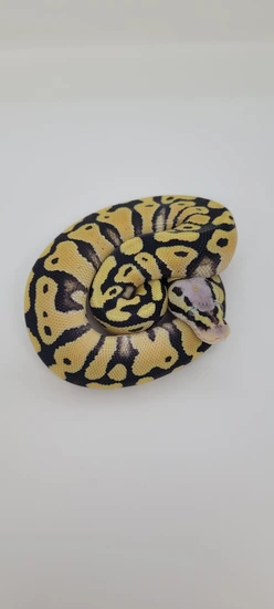 Pastel Desert Ghost 100% Dh Clown Hypo Ball Python by Blind Mice Reptiles