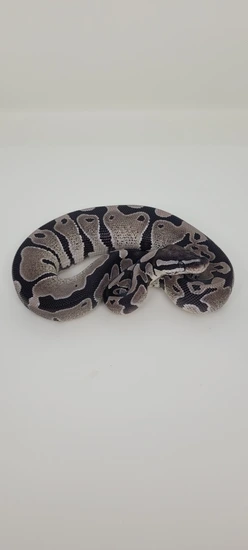 Vpi Axanthic Desert Ghost Hypo Package Ball Python by Blind Mice Reptiles