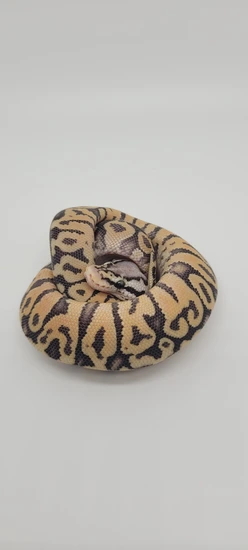 Nr Mandarin Super Pastel Spotnose Het Clown Ball Python by Blind Mice ...