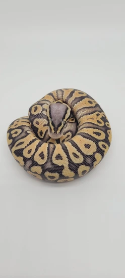 Nr Mandarin Super Pastel Het Clown Ball Python by Blind Mice Reptiles