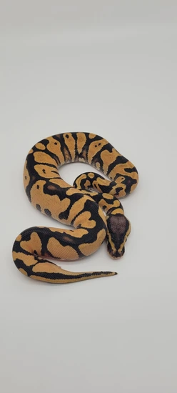 Nr Mandarin Pastel Orange Dream Yellowbelly Ball Python by Blind Mice ...