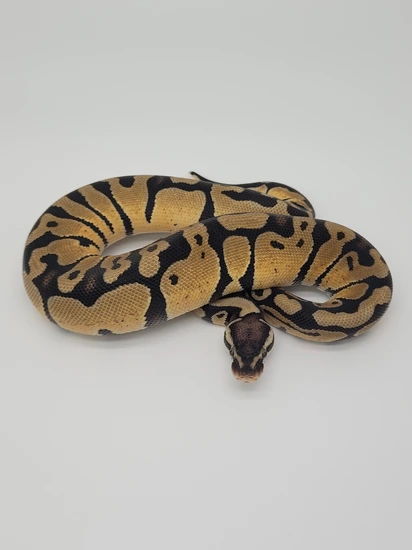 Pastel Het D-stripe Ball Python by Blind Mice Reptiles