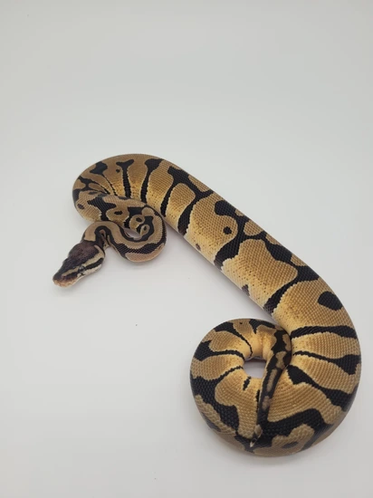 Pastel Het D-stripe Ball Python by Blind Mice Reptiles