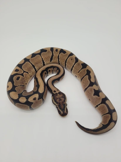 Spotnose Het Desert Ghost 66% Het D-stripe Ball Python by Blind Mice ...