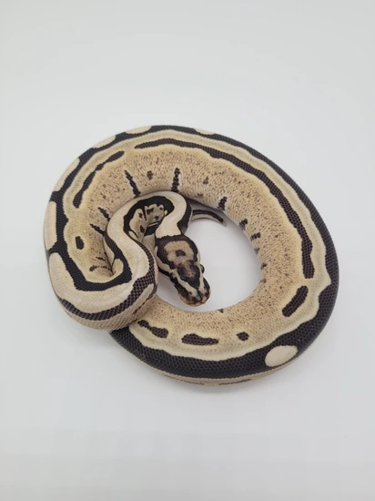 Spotnose Desert Ghost D-stripe Ball Python by Blind Mice Reptiles