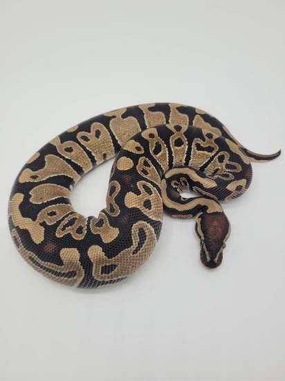 Triple Het D-stripe Clown Hypo Ball Python by Blind Mice Reptiles