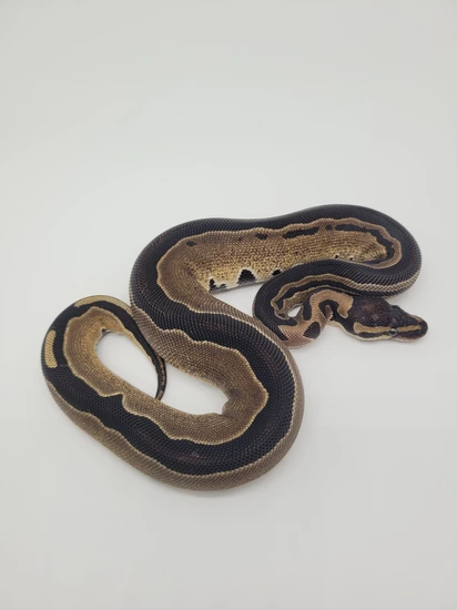 D-stripe Het Hypo Female Ball Python by Blind Mice Reptiles