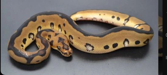 Proven Breeder Leopard Clown Het Vpi Axanthic Ball Python by Blind Mice ...