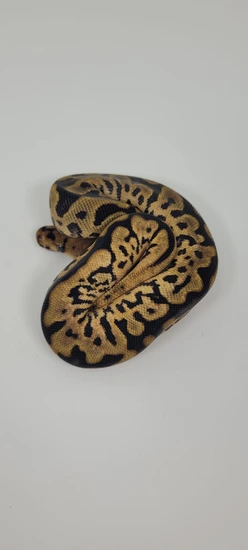 Confusion Spotnose Yellow Belly Clown Ball Python by Blind Mice Reptiles