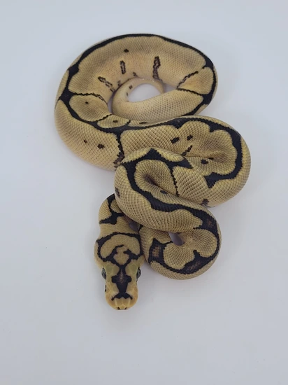 Spider Clown Double Het Vpi Axanthic Hypo Ball Python by Blind Mice ...