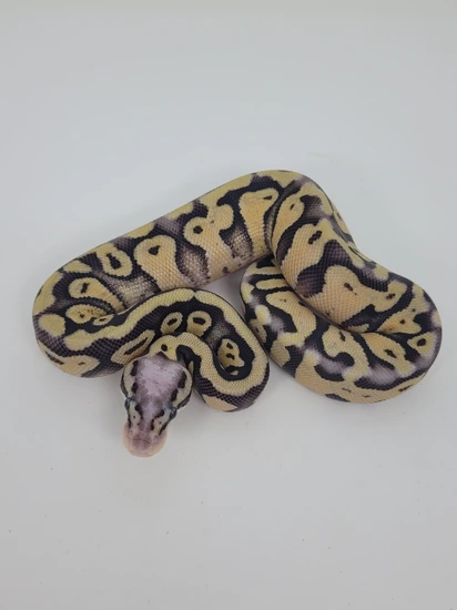 Super Pastel Double Het Clown Desert Ghost Ball Python by Blind Mice ...