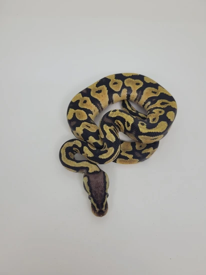Pastel Triple Het Clown Vpi Axanthic Hypo Ball Python by Blind Mice ...