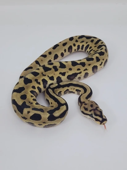 Fire Leopard Spotnose Double Het Clown Vpi Axanthic Ball Python by ...
