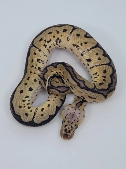 Pastel Clown 100% Het D-stripe Ball Python by Blind Mice Reptiles