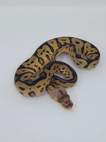 Pastel Yellowbelly Clown 100% Het D-stripe Ball Python by Blind Mice ...