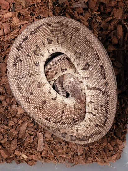 Leopard Lemonblast Double Het Desert Ghost Vpi Axanthic Proven Breeder ...