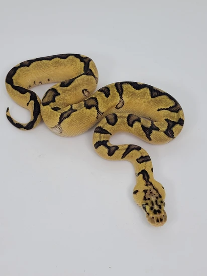 Pastel Super Enchi Clown Double Het Desert Ghost Hypo Ball Python by ...