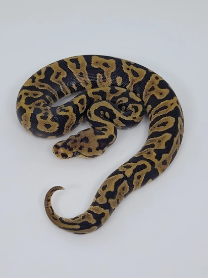 Confusion Spotnose Yellowbelly Triple Het Desert Ghost Clown Hypo Ball ...
