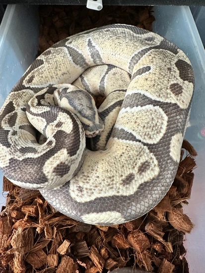 Proven Breeder Enchi Desert Ghost Het Clown Ball Python by Blind Mice ...