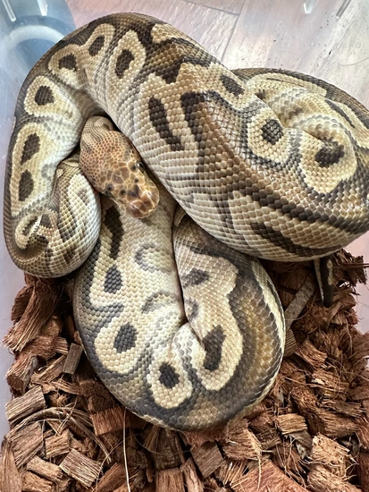 Cypress Clown Ready To Breed Ball Python by Blind Mice Reptiles