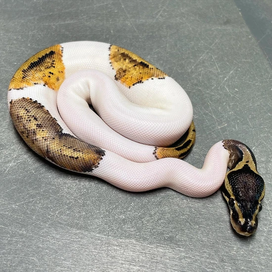 Sandblast Pastel Pied Ball Python by Trademark Exotics