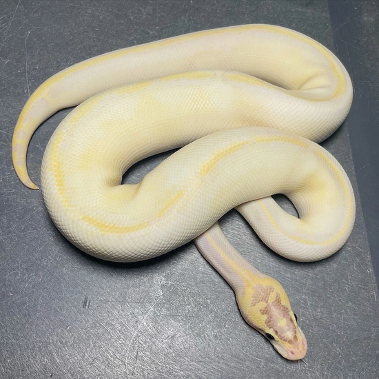 Ivory Pastel Enchi Het Pied Ball Python by Trademark Exotics