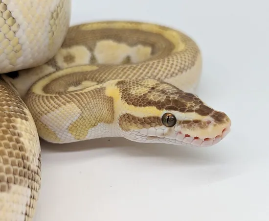 Lesser Pastel Royal Python Enchi Pastel Lesser Ball Python by Royal Obsession