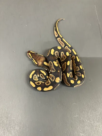 Chocolate 100% Het Pied Ball Python by Pirate Pythons