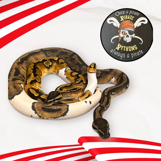 Enchi OD Pied/OD Pied Pair Ball Python by Pirate Pythons